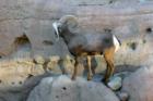 Desert Bighorn Ram, Arizona Sonoran Desert Museum
