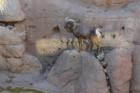 Desert Bighorn at the Arizona Sonoran Desert Museum in Tucson