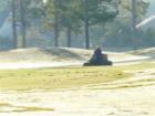 This guy was stealing the dew from the Honey Bee golf course early one morning.