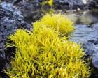 seaweed on the south shore of Maui - Makena