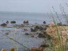Cormorant nation, Block Island, RI.