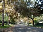 Trees line the streets - Pasadena, CA