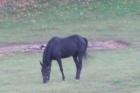 MY HORSE COCOA BEAN