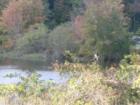 Charles River by Red Wing Bay on the Dover line