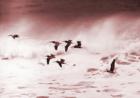 Pelicans Pacifica, CA. Photo Art by David Gendron. Copyright 2007. David Gendron. All rights reserved.