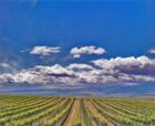 Soledad, CA Vinyards ~ Photo Art by David Gendron. 2007 Copyright. David Gendron. All rights reserved.