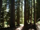 On the trail at Rainy Pass in the Cascade Mountains, Washington.