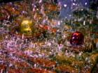 San Francisco, CA. Christmas ~ Photo Art by David Gendron. 2007 Copyright. David Gendron. All rights reserved.