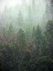 Dunsmuir, CA. Snowy Pines ~ Photo Art by David Gendron. 2007 Copyright. David Gendron. All rights reserved.