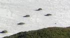 Monterey, CA. Tufts/Sand ~ Photo Art by David Gendron. 2007 Copyright. David Gendron. All rights reserved.