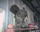 Wild turkeys are common in the Ellijay/Gilmer County area as they are in many locations throughout Georgia.
