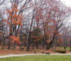 Wild turkeys roaming the golf course in Ephraim, Wisconsin