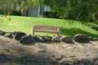 California Park Lake