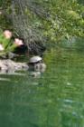 The turtle at California Park Lake