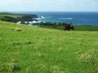 horses and Maui coastline, pastoral scene