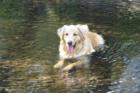 ...enjoying the cool waters of Little Chico Creek.