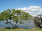landscaping and views of the back bay, Fort Myers Beach, FL