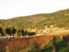 Palm Trees leading up to winery.