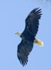 Soaring Eagle taken in Kodiak Alaska 2007