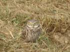 Friendly Neighbor