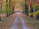Fall Colors