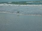 The bird was the only one on the beach that day