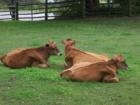 Farm life, Woodstock, VT.