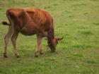 Farm livin, Woodstock, VT.