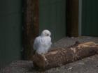 Snowy owl, Vermont Institite of Natural Science Nature Center, Quechee, VT.