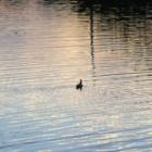 A peaceful setting. This little bird was floating around the lake. A walking path surrounds this lake.