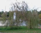 Willow tree in Port Orange park.