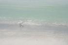 Wildlife abounds on Lido Beach, Sarasota, FL.
