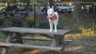 My dog Tundra at the dog park in Kingsland Point Park in Sleepy Hollow