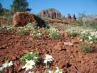 desert flowers and red rock scenery around Sedona
