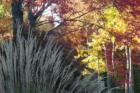 Blending of the Seasons...Blazing fall color in Grand Rapids framed against the dying summer grass.