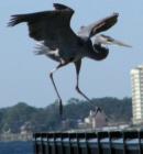 Great Blue Heron dropping in for a visit at Palafox Pier in downtown Pensacola