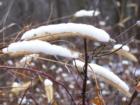 First snow 2007 in Minneosta