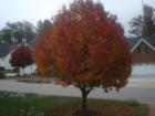Photo of a tree in one of the yards during the Fall season.