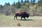 Yup!  That's a buffalo.  You can find lots more in Custer State Park or Wind Cave Park.