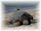 "Honu" or the Hawaiian Green Sea Turtle at Laniakea Beach
