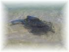 Honu - Hawaiian Green Sea Turtle swimming at Laniakea