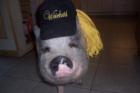 Oscar Meyer Petsco
      A very happy pot belly pig!
