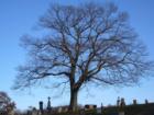 Oak at Oak Hill Cemetary