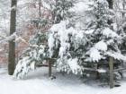 Evergreens and snow, taken in Paupackan Lake Estates, Lakeville PA.
