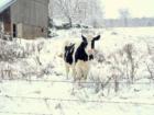 MOOOOO!  Near Aldenville in Rural Wayne County, PA.