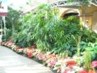 Colorful flowers and tropical plants