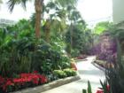 Lush tropical walkway