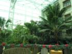Tropical landscaping and atrium in the courtyard at Gaylord Palms Resort.