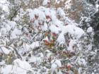 Apples hanging on despite the cold!