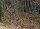 A common site at the resort.